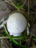 Cortinarius alboviolaceus image