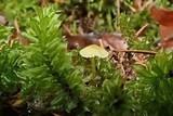 Mycena citrinomarginata image