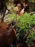 Mycena citrinomarginata image