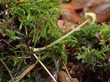 Mycena citrinomarginata image