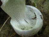 Cortinarius alboviolaceus image