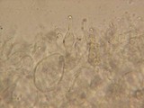 Mycena citrinomarginata image