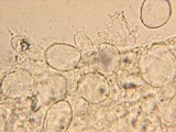 Mycena citrinomarginata image