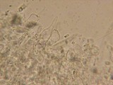 Mycena citrinomarginata image