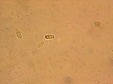 Mycena citrinomarginata image