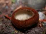 Humaria hemisphaerica image