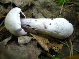 Cortinarius alboviolaceus image