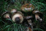 Paxillus cuprinus image