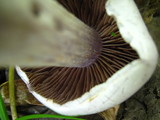 Cortinarius alboviolaceus image