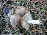 Tricholoma orirubens image