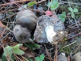 Tricholoma gausapatum image