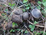 Tricholoma gausapatum image