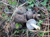 Tricholoma gausapatum image