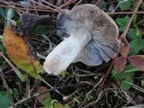Tricholoma gausapatum image