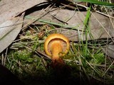 Chroogomphus fulmineus image