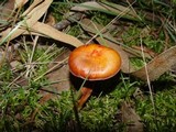 Chroogomphus fulmineus image