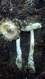 Amanita pachycolea image