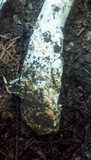 Amanita pachycolea image