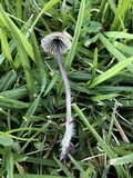 Mycena leptocephala image