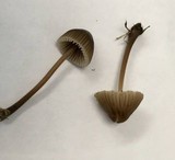 Mycena leptocephala image
