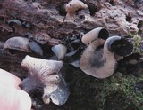 Ionomidotis irregularis image