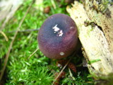 Russula fragilis image