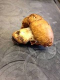 Russula fragrantissima image