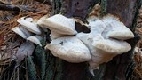 Postia tephroleuca image