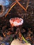 Hydnellum peckii image