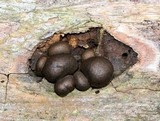 Lycogala epidendrum image
