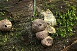 Lycogala epidendrum image
