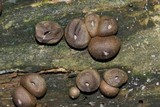 Lycogala epidendrum image