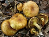 Pholiota angustipes image