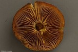 Pholiota angustipes image