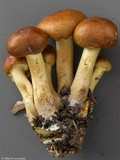 Pholiota angustipes image
