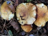 Pholiota angustipes image