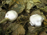 Cortinarius alboviolaceus image