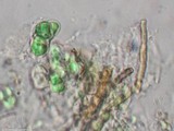 Terana coerulea image