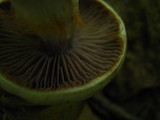 Cortinarius alboviolaceus image