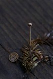 Micromphale sequoiae image