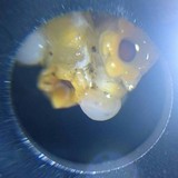 Sphaerobolus stellatus image