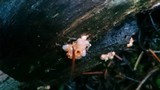 Sphaerobolus stellatus image