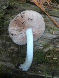 Pluteus tomentosulus image
