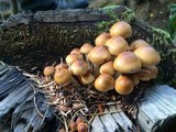 Hypholoma capnoides image