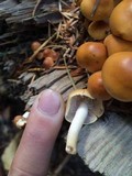 Hypholoma capnoides image
