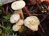 Clitocybe sclerotoidea image