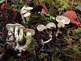 Clitocybe sclerotoidea image