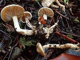 Clitocybe sclerotoidea image