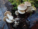 Clitocybe sclerotoidea image
