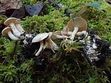 Clitocybe sclerotoidea image